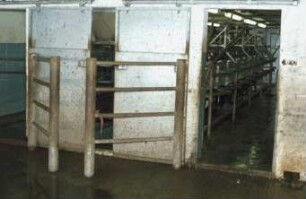 Fotografie: Melktechnik, Melkstand, Fischgrätenmelkstand, Arbeitsplatz