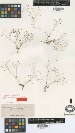 Gypsophila alsinoides Bunge [type]