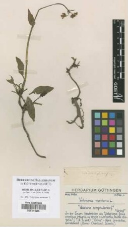 Valeriana montana L.