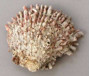 Spondylus-Schale