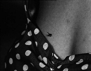 Ching Ling, die Fliege