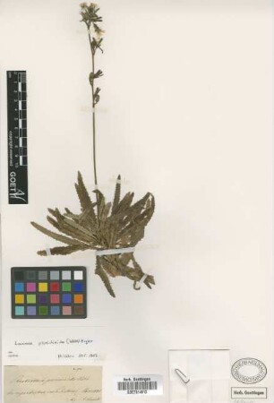 Rhabdotheca picridioides Webb