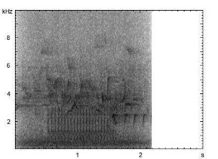 Kleinspecht | Dendrocopos minor - Trommeln