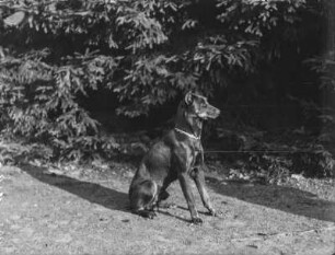 Dobermann : Ein Dobermann in sitzender Haltung.