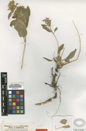 Phlomis lanceolata Boiss. & Hohenack. [type]