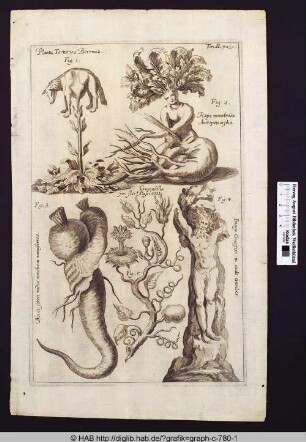 Verschiedene Darstellungen von Metamorphosen zwischen Tier, Mensch und Pflanze.
