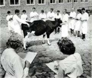 Schüler im Gebäude der Faschschule für Veterinärmedizin Rostock beurteilen die Güte einer Kuh