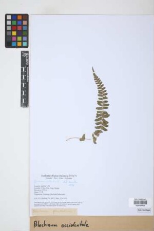 Blechnum occidentale L.