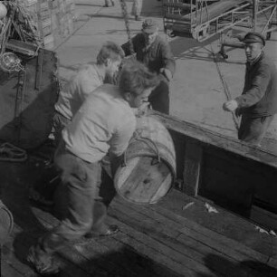 Stralsund. Fischereihafen, Fischer beim Löschen der Ladung