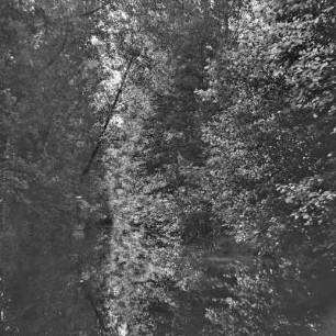 Trotzkefließ in Leipe. Bäume spiegeln sich im Wasser des Flusses. : Groble w Lipjem. Štomy špiheluja so we wodźe rěki.