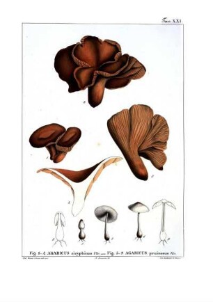 Tav. XXI. Fig. 1-4 Agaricus zizyphinus Viv. - Fig. 5-9 Agaricus pruinosus Viv.