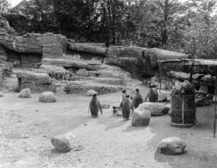 Pinguin-Gehege im Tierpark Hagenbeck