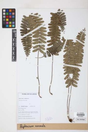 Asplenium normale