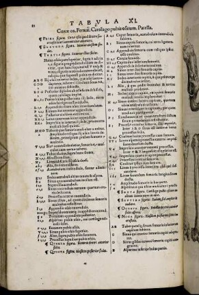 Tabula XI. - Tabula XX. [mit Abbildungsbeschreibung]