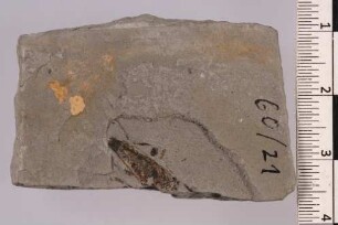 Bockkäfer (Cerambycinae)