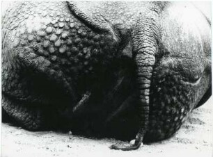 Nashorn : Rückansicht eines Nashorns.