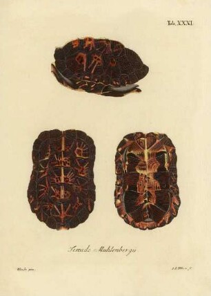Tab XXXI. Testudo Muhlenbergü