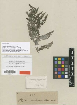Polypodium dealbatum G.Forst. [type]