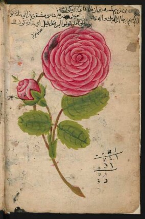 Illustration: Rose