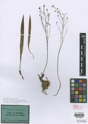 Bulbine uniflora