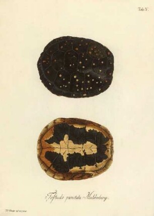 Testudo punctata Muhlenberg