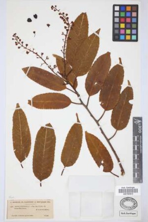 Prunus lusitanica lusitanica L.