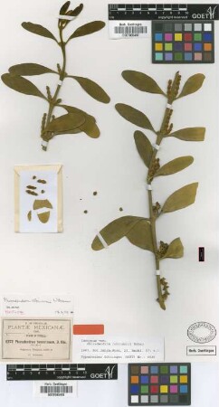 Phoradendron tomentosum Oliv.