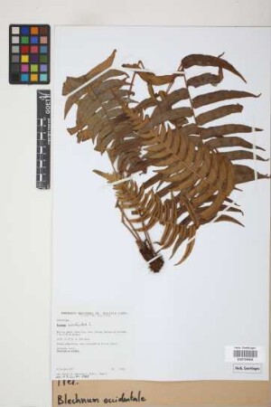 Blechnum occidentale L.