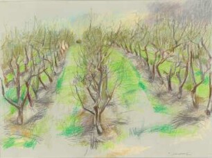 Obstplantage im Frühjahr