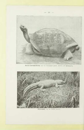 Riesen-Landschildkröte