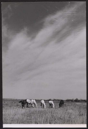 Wilde Camargue-Pferde
