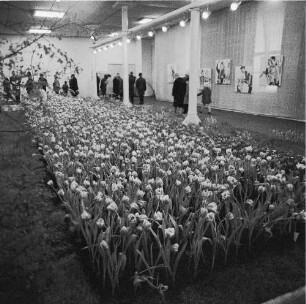 Dresden. Gartenausstellung. Ausstellungsfläche mit Tulpen