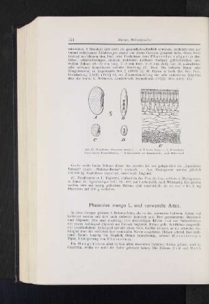 Phaseolus mungo L. und verwandte Arten.