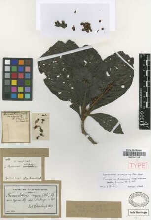 Alcoceratothrix rugosa Nied. var. typica Nied.