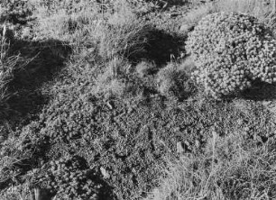 Gräser und Kräuter : Gräser und Kräuter in den Drakensbergen ("Drachenberge")