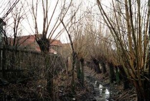 Bachlauf mit Kopfweiden