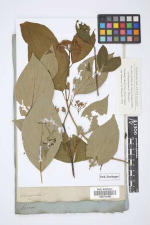 Cornus alba L.