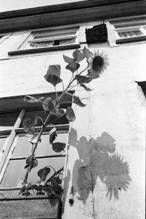 Sonnenblumen.