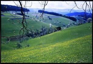 St. Märgen: von der St. Märgener Straße gegen Feldberg bei St. Märgen