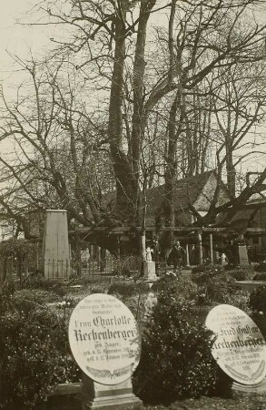 Annaberg-Buchholz. Auferstehungslinde auf dem alten Friedhof in Annaberg, eine geleitete Linde