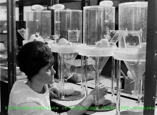 Unbekannte Mitarbeiterin vor den Stoffwechselkäfigen mit Versuchsratten am Institut für Strahlenbiologie (IStB)