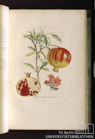 Pl. LXIV. Grenadier à fruit doux.