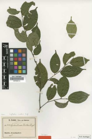 Leptaulus zenkeri Engl. [syntype]