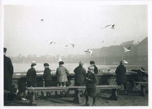 Kinder füttern Möwen an der Binnenalster