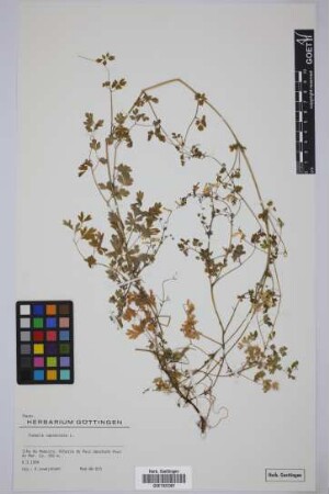 Fumaria capreolata L.