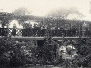 Gibraltar, Alameda-Gärten. Touristengruppe der Hapag auf einer den Garten durchquerenden Holzbrücke beim Betrachten der exotischen Pflanzenwelt