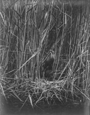 Rohrdommel : Rohrdommel (Botaurus stellaris Linnaeus) auf dem Nest.