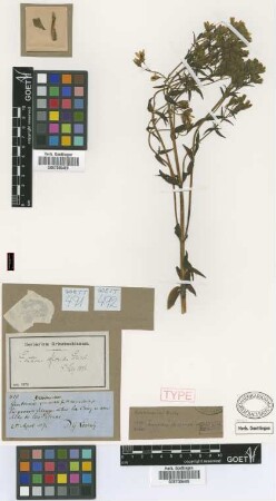 Gentiana florida Griseb. [syntype]