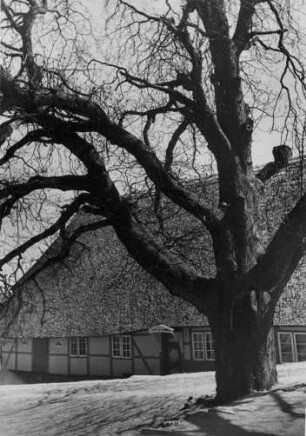 Vorfrühling an der Oberelbe. Das reetgedecke Zollenspieker Fährhaus in Hamburg-Kirchwerder