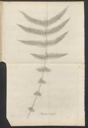 24. Polypodium Oreopteris